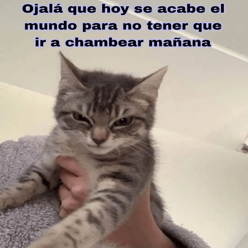 🐱•🐾Michis Para Todos🐾•🐱