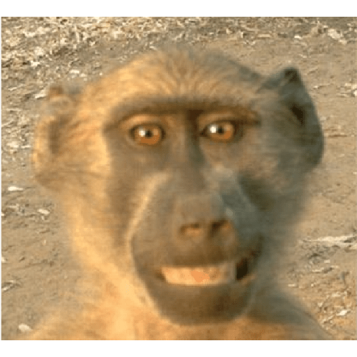 Changuitos graciosos  7