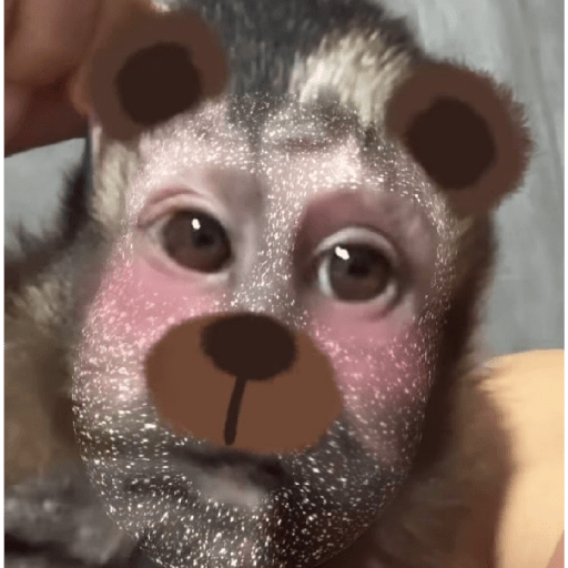 Changuitos graciosos  15