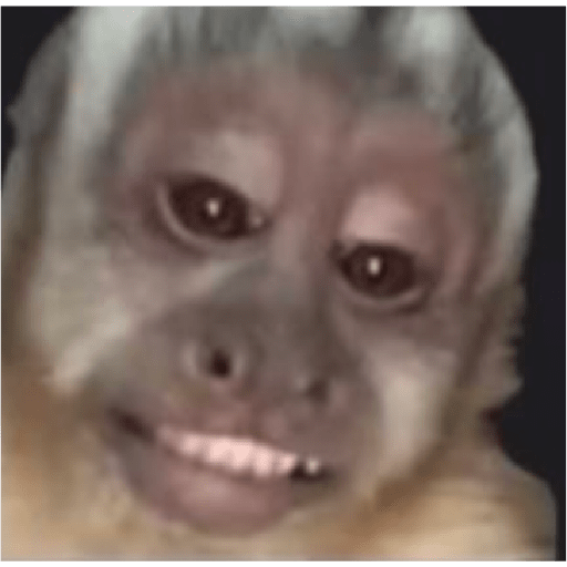 Changuitos graciosos  16