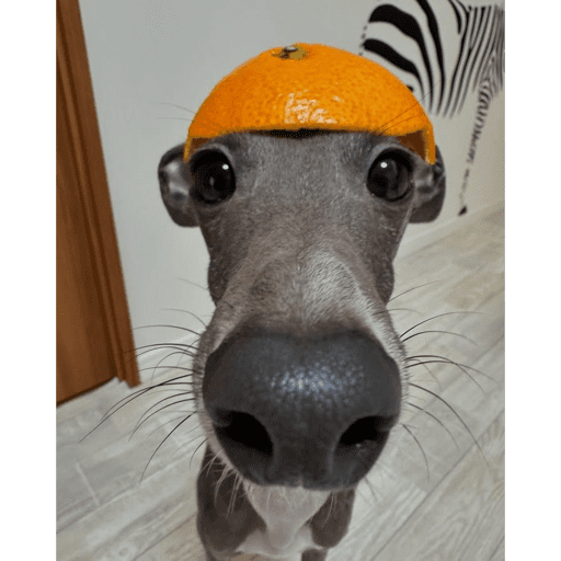 Locarios Goofy 😉 4
