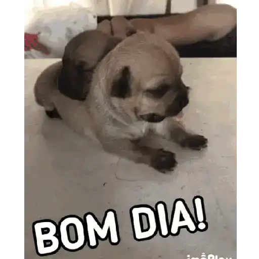 Engraçado4 12