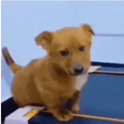 ANIMADAS DO TIKTOK 7