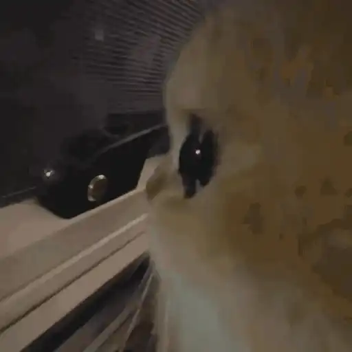 ANIMADAS DO TIKTOK 14