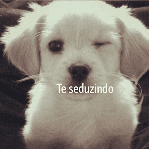 Gatinho tomate + Doguinhos  10