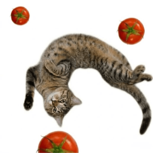 Gatinho tomate + Doguinhos  2