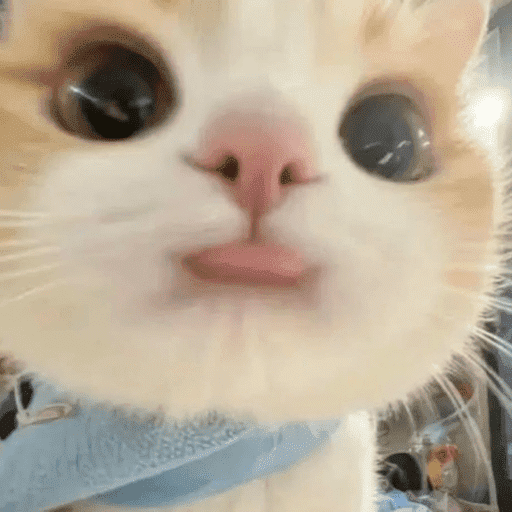 Gatinho tomate + Doguinhos  4