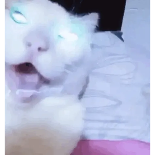 Xddd 6