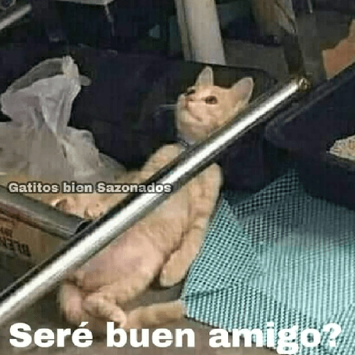 Momos 20 21