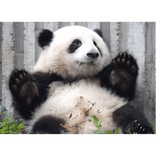Panda 2  1