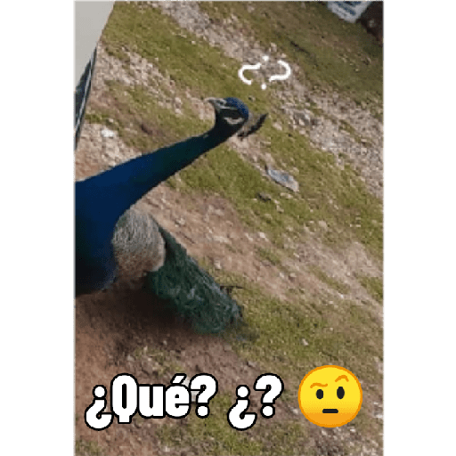 Qué? 🤨 1