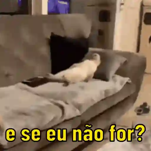 Variedade de reações 😂 5