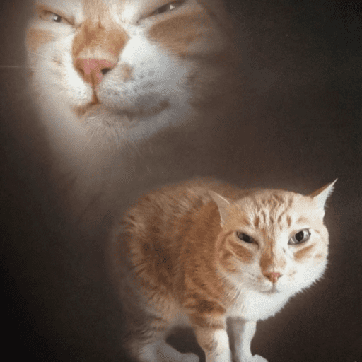 Biscoto 11