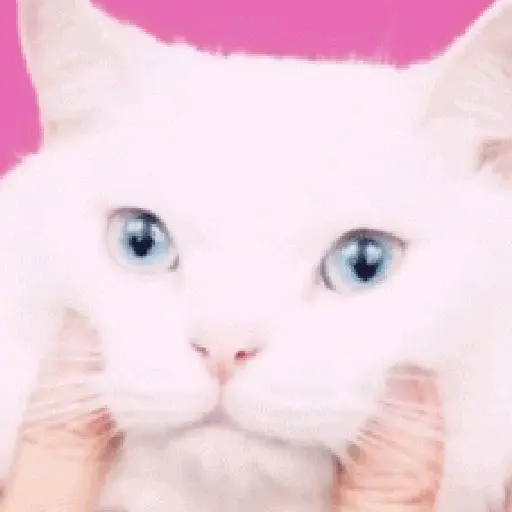 ꒰ა cute ໒꒱ ‧ #2 10