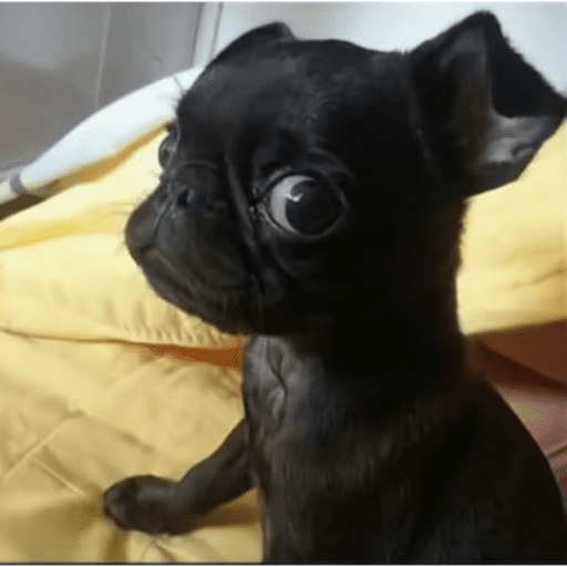 Aleatório  6