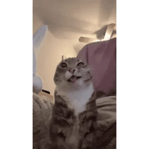 Ishowspeed laugh/ketawa/tahan 6