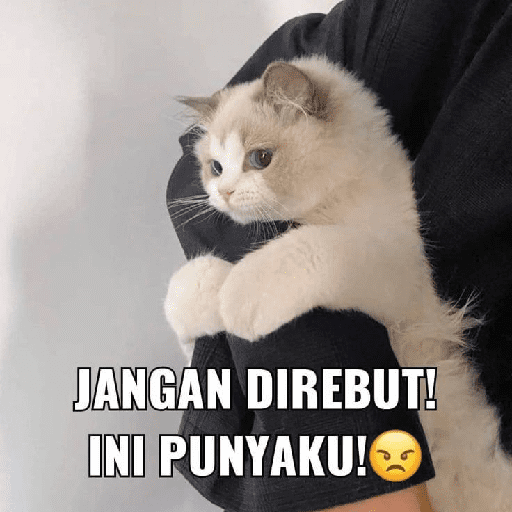 Kucing bucin
