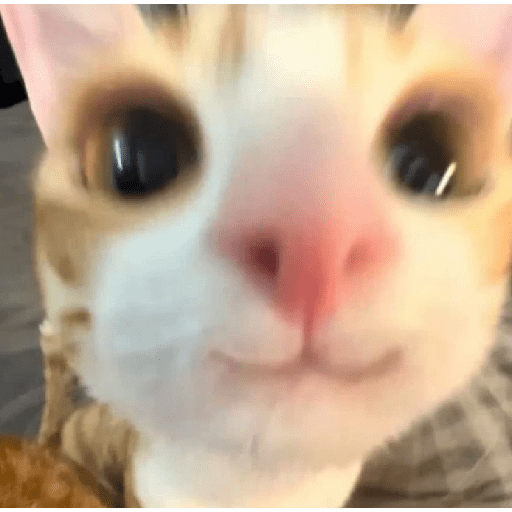 Meme kucing oren 20
