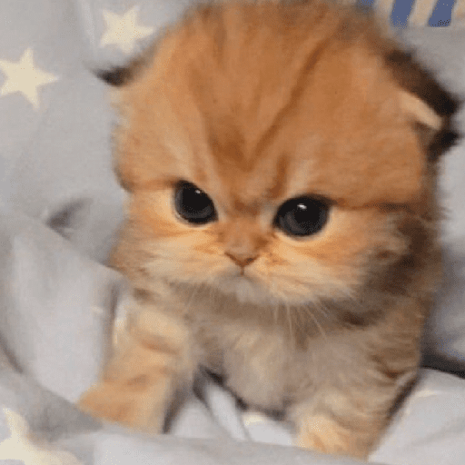 Meme kucing oren 19