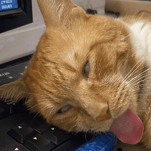 Meme kucing oren 2