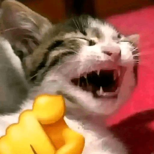 Meme kucing oren 18