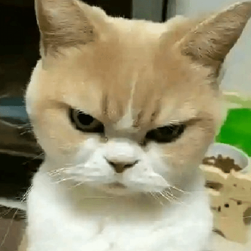 Meme kucing oren 17