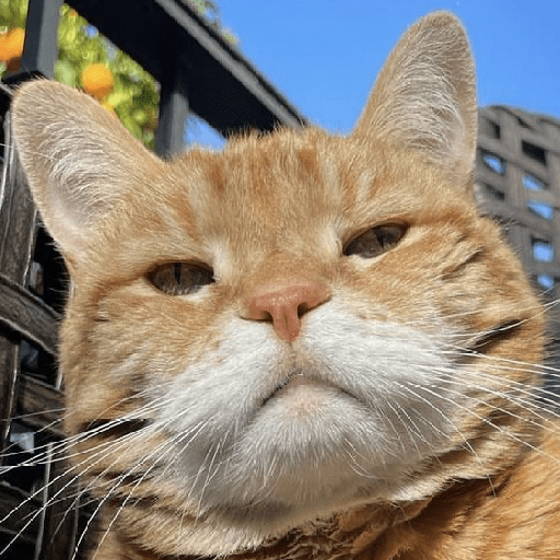 Meme kucing oren 16
