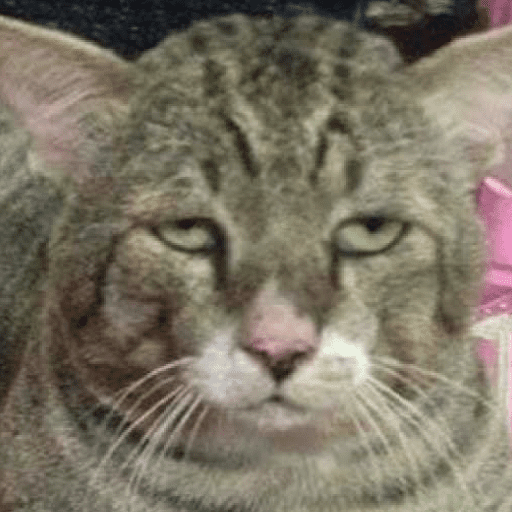 Meme kucing oren 15