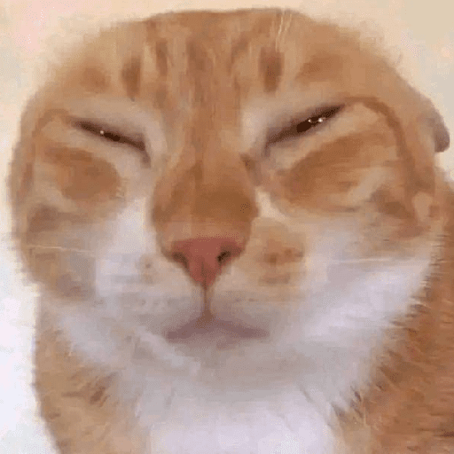 Meme kucing oren 4