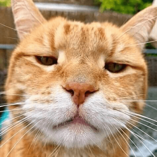 Meme kucing oren 14