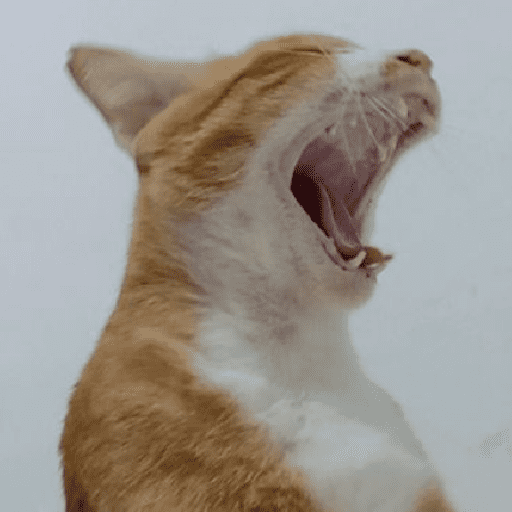 Meme kucing oren 13