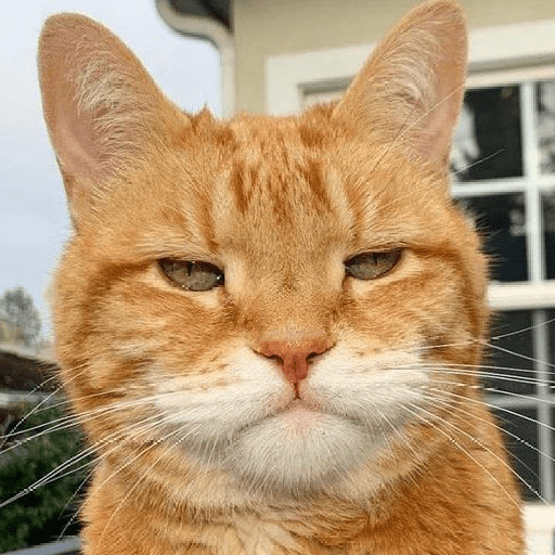 Meme kucing oren 12