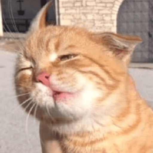 Meme kucing oren 11