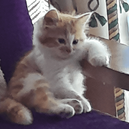 Meme kucing oren 10