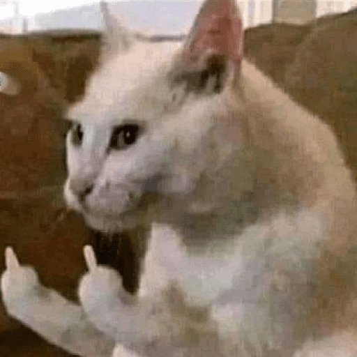 Meme kucing oren 8