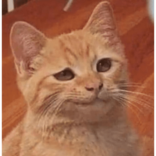 Meme kucing oren 6