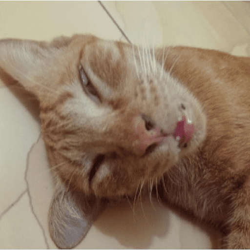 Meme kucing oren 7