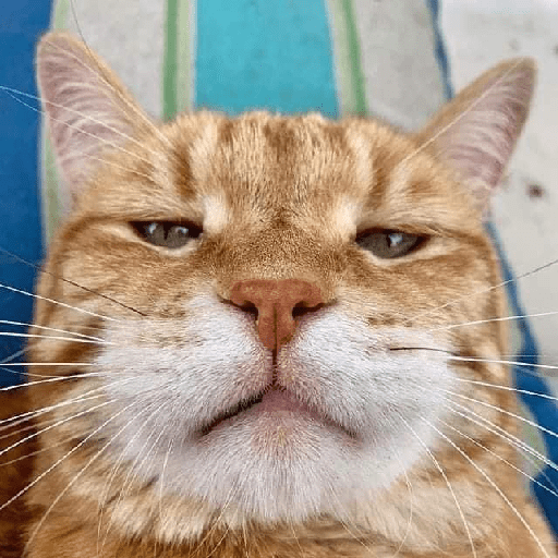 Meme kucing oren 22