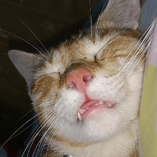Meme kucing oren 5