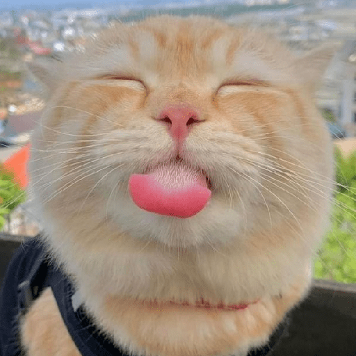 Meme kucing oren 9