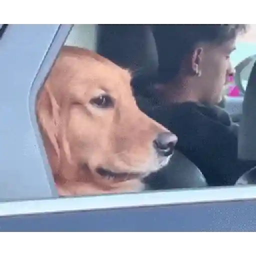 Reaction tiktok meme gif 2