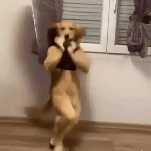 Reaction tiktok meme gif 14