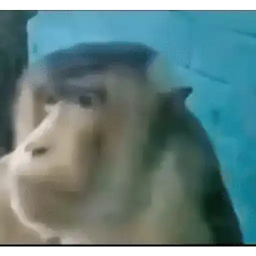 Reaction tiktok meme gif 16