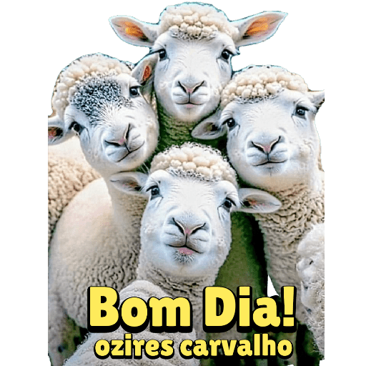 Aniversário  16