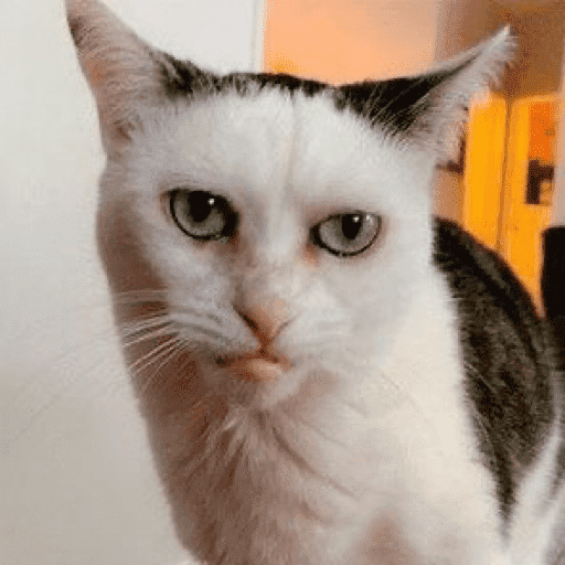 Meow 3