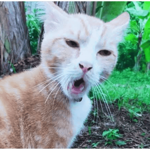 Meow 16
