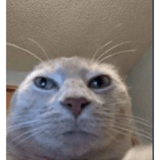 Meow 13