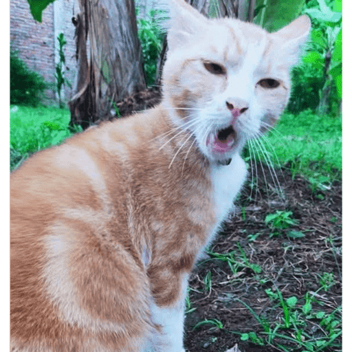 Meow 17