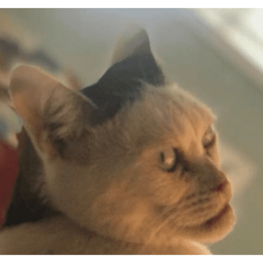 Meow 2
