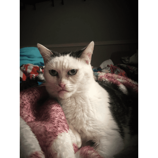 Meow 6